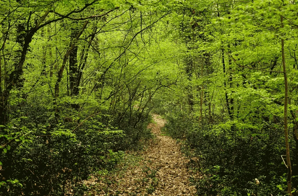 La Provincia di Ancona investe sulla tutela della Selva di Castelfidardo!