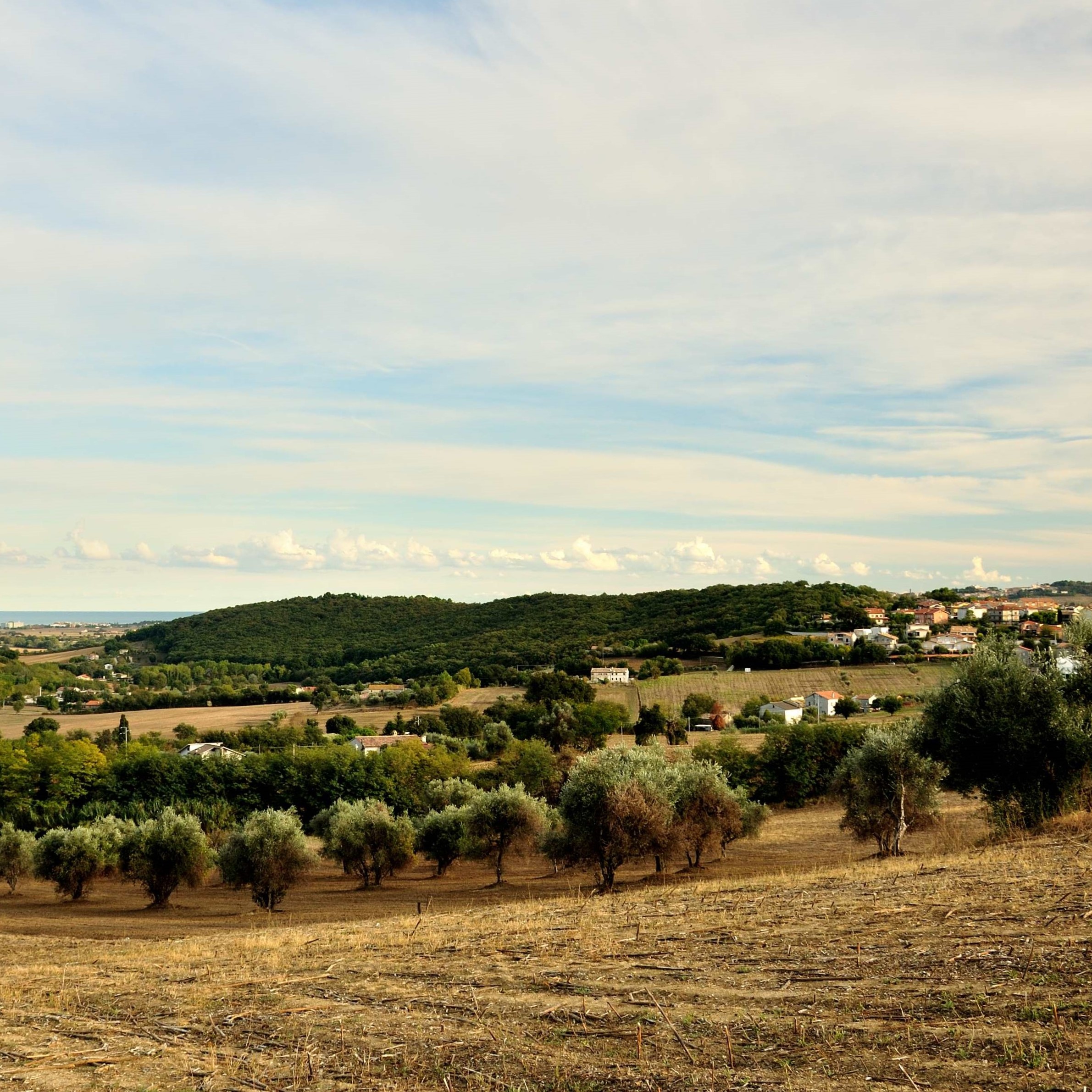 Selva di Castelfidardo: panoramica